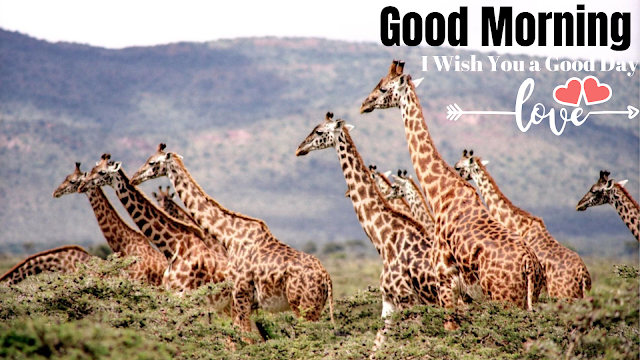 Beautiful Good Morning Images with Giraffe