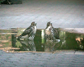 Fledgling red-tailed hawks in a puddle