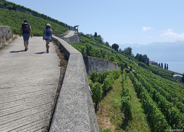 Hiking the Wine Trail of Lavaux - Route Petite-Corniche. All the walking along the marked wine trail is on paved paths or minor roads generally only used by agricultural traffic.