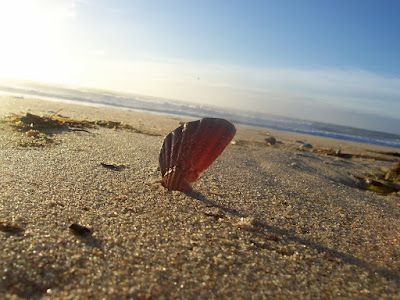 beach sea shell in sand - sea shore - she sells sea shells by the sea shore