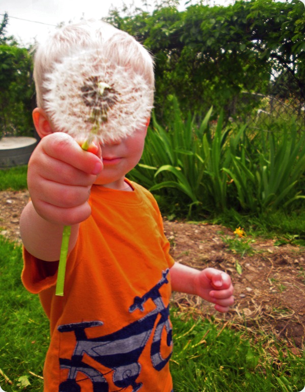 dandilion1