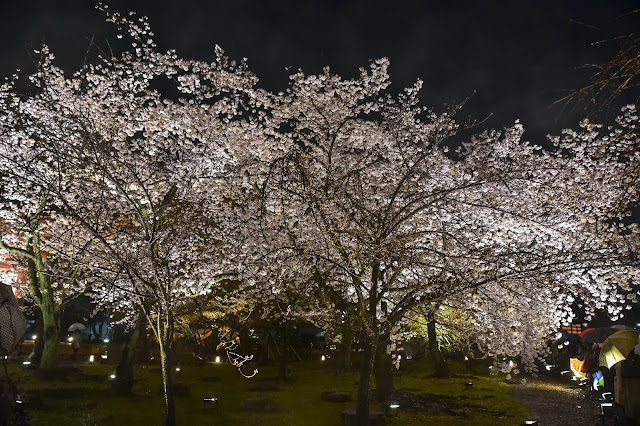 日本 京都 櫻花 夜櫻 東寺 枝垂櫻 不二櫻