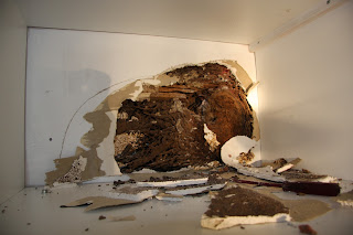 buying a home,termite inspection,termite treatment