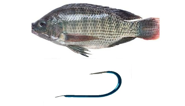 Lebih baik Sedekah Ikan atau sedekah Kail?