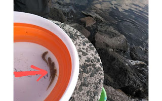 横浜ベイサイドで見つけた海の魚