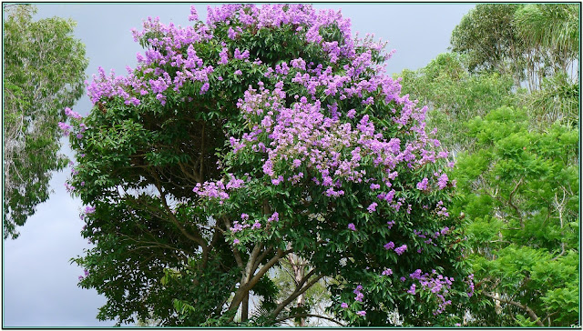 types of flowers org Lagerstroemia Speciosa Tree | 640 x 364