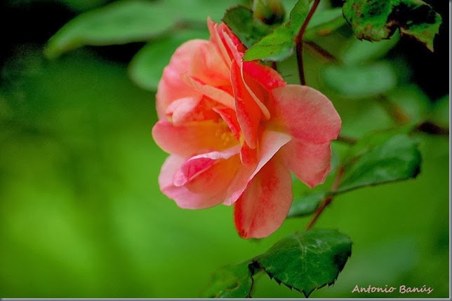 6 DSC_9578X1