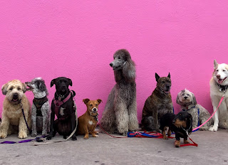 Nio hundar sitter framför en knallrosa vägg