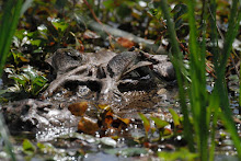 Black Caiman, Serere, Bolivia