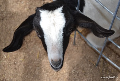 Baby Goat