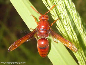 Red Paper Wasp