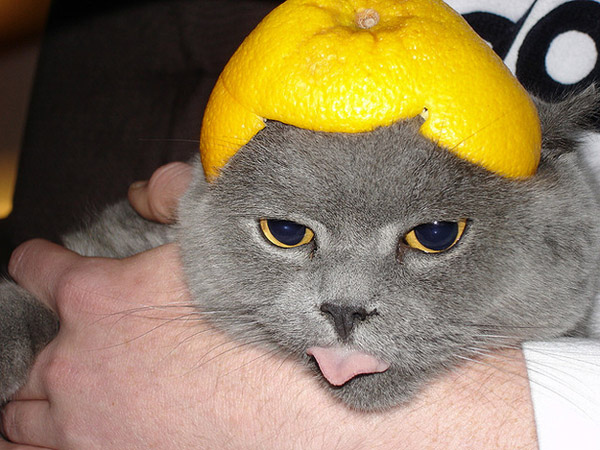 Funny cats wearing fruit helmets, funny cats, funny cat pictures, cat pictures, cute cats