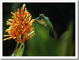 The beauty of pollination