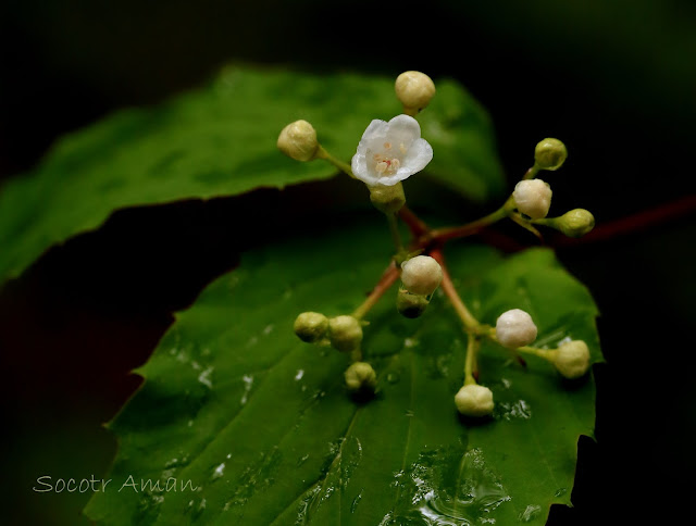 Viburnum phlebotrichum