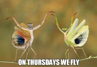 On Thursdays we fly