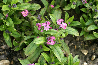 Myosotis alpestris 'Pompadour' - Myosotis des Alpes 'Pompadour' 