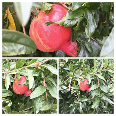 almost ripe pomegranates