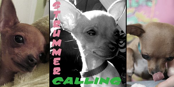 Strummer Calling; The Only Pup That Matters