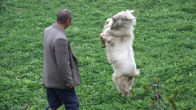 Cfz Daily News Dancing Goat Fights Off Stray Dogs - 