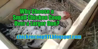 Why Choose a Small Chicken Coop Over a Larger One?