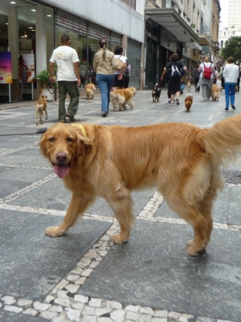 Cãonhecendo São Paulo (159)