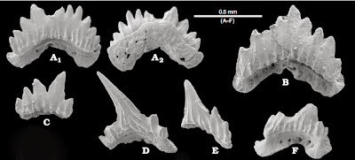 http://sciencythoughts.blogspot.co.uk/2014/01/deepwater-sharks-from-early-miocene-of.html