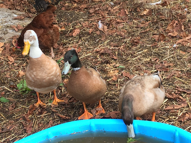 Determining the gender of ducks