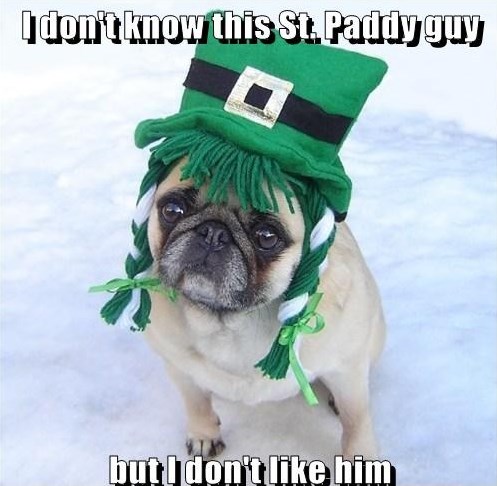 Saint Patricks day 2017 dog memes
