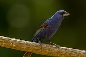 Mata Batin Seorang Indigo Peramal Masa Depan