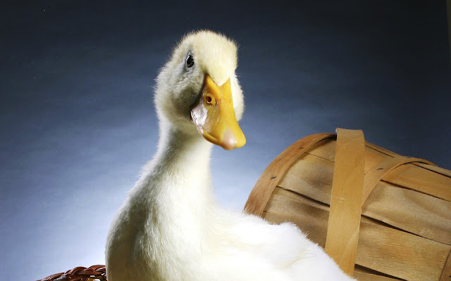 duckling, portrait, wallpapers