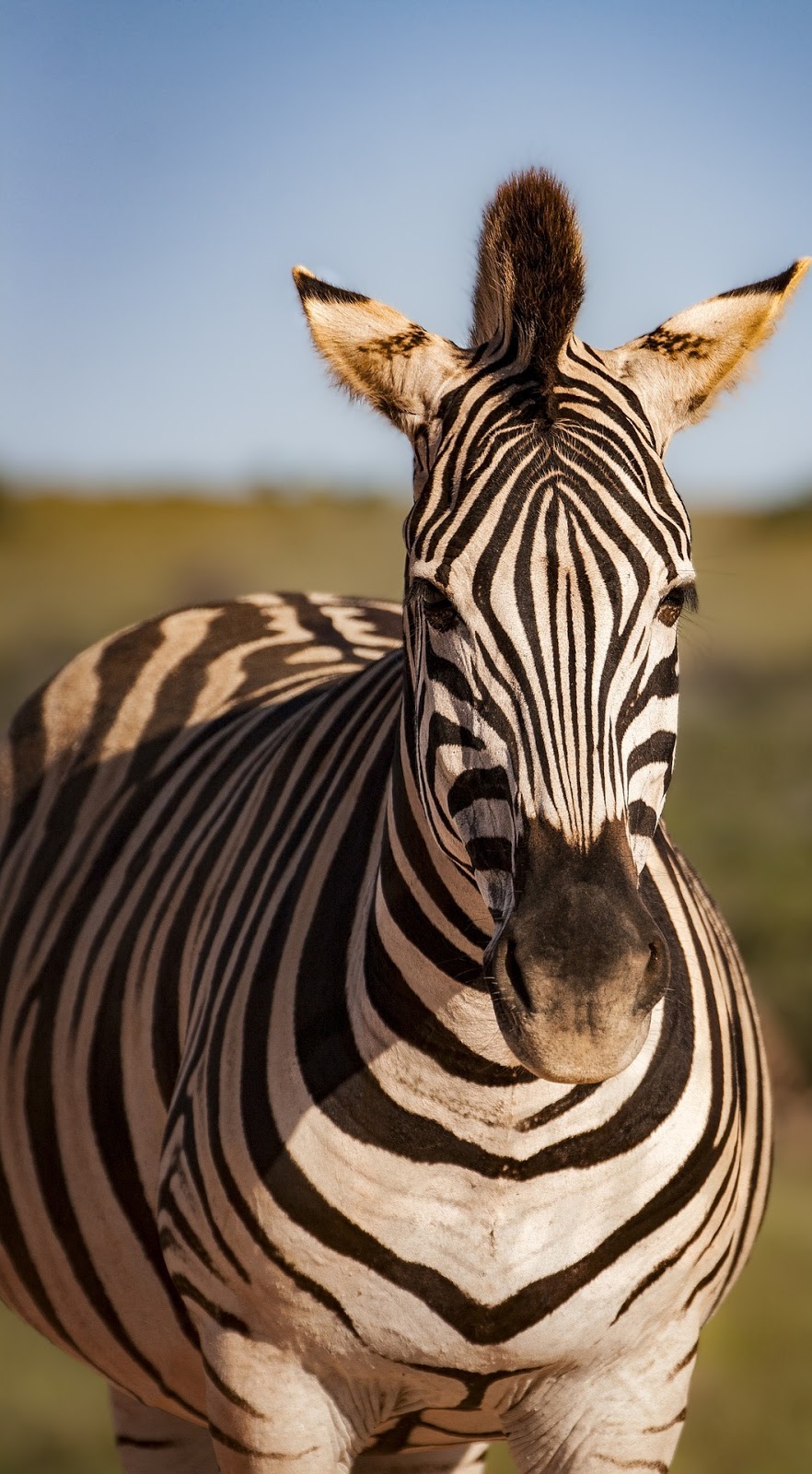 Portrait of a zebra.