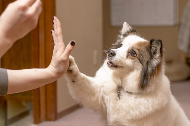 How can we encourage more people to use positive reinforcement in dog training - like this woman teaching her cute dog to high-five