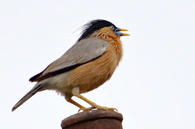 Brahminy Starling