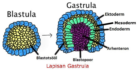 lapisan lapisan ektoderm, mesoderm dan endoderm