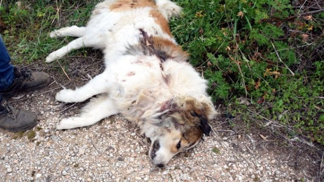 Οι κάτοικοι της περιοχής σοκαρισμένοι βρίσκονται μπροστά στο δολοφονημένο σκύλο, που όπως φαίνεται είναι ξεκάθαρα πυροβολημένο από μονόβολο.