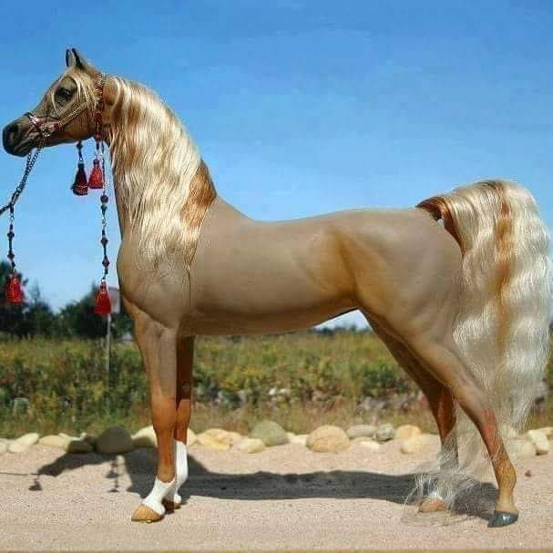 خيل