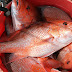 Where to Buy Red Snapper