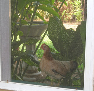 chickens, La Ceiba, Honduras