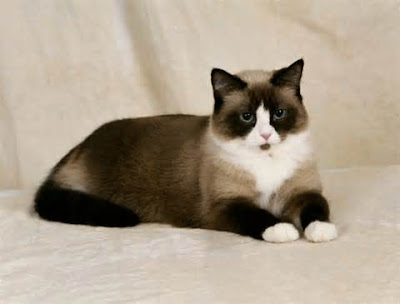 phoebe snowshoe siamese