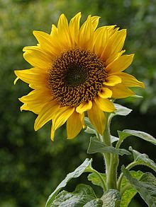 bunga Helianthus annuus