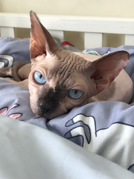 Sphynx curling into a soft and warm blanket