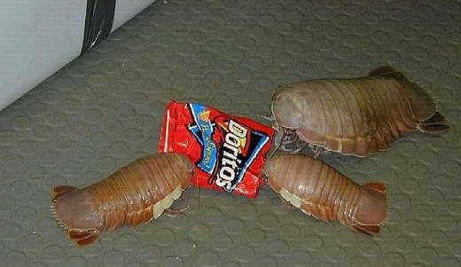 Giant Isopod