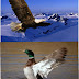 FÁBULA EL AGUILA Y EL PATO - LEÓN SIGÜENZA 