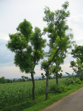 Imbo tree, as shade trees all along the road