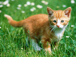 Cat Part 2 - Animal Wallpaper