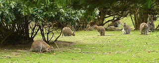 Wallabies