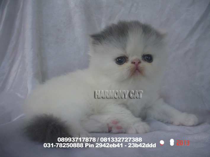 Hamster Dan Kucing Persia Murah Surabaya: DI JUAL KUCING 