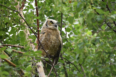 Great Horned Owl Sentier Transcanadien.