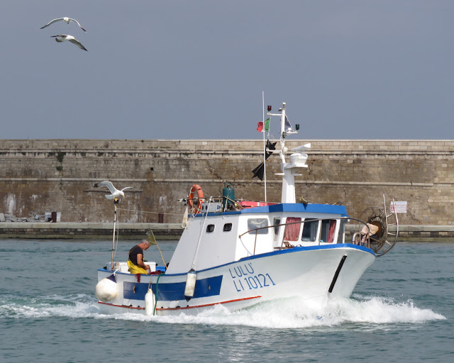 The fishing boat Lulù and the gulls, Porto Mediceo, Livorno