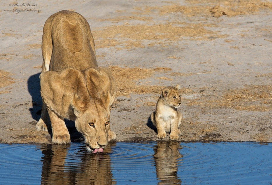 50 Powerful Photos Capture Extraordinary Moments In The Wild